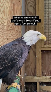 Aurora’s personality shines through as she shows us how an eagle can scratch an itch! #eagle #Aurora #christinescritters #dayinthelife #baldeagle #lovemyjob #lovethisgirl #itch #scratch #talon #sassy | Christine's Critters Inc.