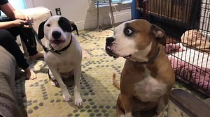 208 reactions · 24 comments | Buddy just telling us he needs to poop...