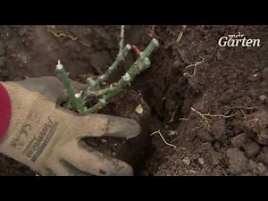 How to plant root-wrapped roses correctly | MDR Garden