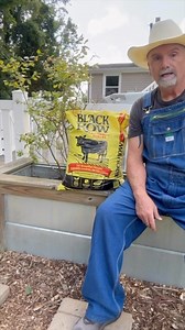 Feeding Blueberry Bushes with Black Kow Cow Manure #garden #gardening #gardentips #homestead #homesteading #homesteadlife #farm #farming #farmlife #foodie #farmtotable #permaculture #vegetables #blackkow | PawPaw Ridge Homestead