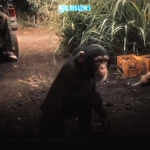 Hilarious Trollface Monkey Memes Compilation