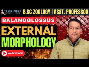 External Morphology of Balanoglossus | B.Sc Zoology