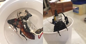 Build Your Swarm: Control Cockroaches For Under $30!