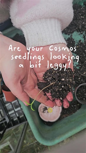 Leggy seedlings? Don't panic yet!☺️🌸 I got too excited to get my cosmos seeds sown indoors and they haven't recieved enough light on a windowsill. This causes them to grow long in attempt to get closer to the light source. The fantastic thing with most seedlings is that you can repot them just a little bit deeper and they will grow new roots down the buried stem🌱 Are you growing Cosmos this year? Feel free to save as a reminder for later🤍 #growyourown #cutflowers #gardening101 #leggyseedlings