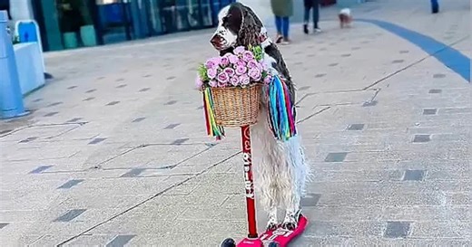 Dog delivers roses while riding a scooter in England