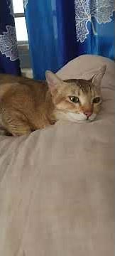 Cat flu treatment at home