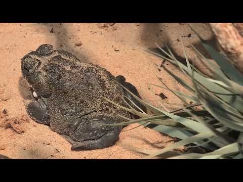 Colorado River Toad's Early Birthday Royal Rumble