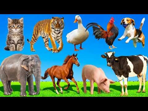 Animal sound for kids🦒🐧🐱 Cute Animal Sound Learn Wild and Farm Animals Cat, Cow, Sheep, Horse
