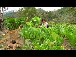 FULL VIDEO: 60 Days Harvest Vegetables, Gardening, Pet Care, Cooking. Live On The Mountain.