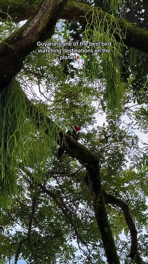 Explore Bird Watching in Guyana's Unique Ecosystem