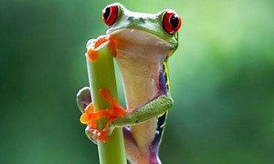 Jungles - Planet Earth II