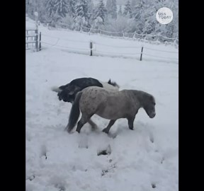 No matter how big or small, animals will always play in the snow