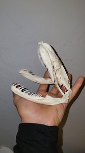 16K views · 2K reactions | 15ft Burmese Python Skull I completed for a client 酪 . #dermestidbeetles #beetles #dermatology #dermestid #skull #skulls #bones #articulation #taxidermy #cleaning #clean #snake #rattlesnake #python #burmesepython #fyp #fypシ#explore #explorepage #viral | Snakeaholic | Facebook