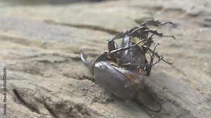 Rhinoceros beetle, Rhino beetle , Fighting beetle Mating of males and females during the rainy season