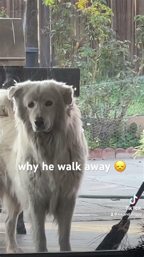 hi guys my dog is saying hiiiii #puppy