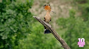 A hoopoe was seen feeding a fledgling