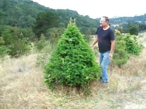 How to Shear a Christmas Tree