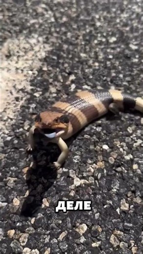 В Язык Этой Ящерицы Никто Не Может Поверить 🦎