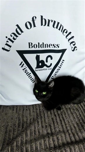 Are you like this cat, also a brunette? #cat #catvideos #catshorts #catholic #cats