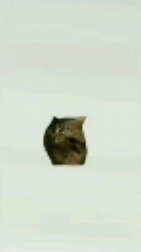Cursed Cats on Instagram: "New spinning cat lore • Credit: .thicccat69 on tiktok • Follow @meowcursed for more cursed cats videos 😸 • Follow: @meowcursed Follow: @meowcursed Follow: @meowcursed • ❤ Like and Share! 🌈 Tag your best friend! 😳 Ay you forgot to follow! • • • • • #catvideo #meowcursed #cursedcat #cursedcats #tiktokmemes #tiktokcat #tiktokcats #catvideos #funnycatvideos #weirdcat #weirdcats #sillycats #cutecat #cutecats #kitten #kittens #sadcat #sadcats #catmeme #catmemes #wholesome