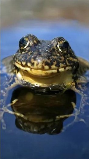 The Yellow Legged Frog is making a COMEBACK! #nature #wildlife #evolution #frog #bear #nationalpark