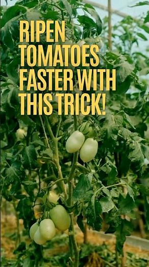 Tomatoes Staying Green? 3 Quick Ripening Tips