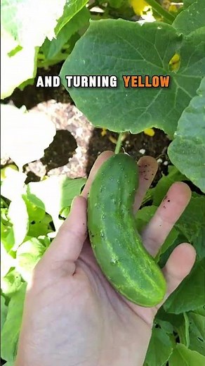 When to Harvest Cucumbers: Essential Tips for Perfect, Crisp Cucumbers #gardening