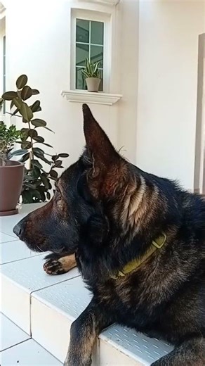 Just a Happy Dog Enjoying Life! 🐾 Pure Joy Moments #DogLover #HappyDog #Shorts #gsd