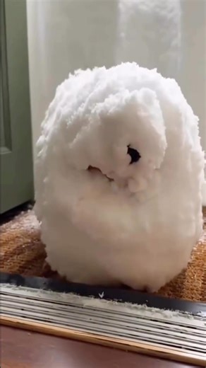 #fyr #chiwawa #trouble #going #walkthrough #outdoor #turning #snowdog #peace #tolive #buycanadian