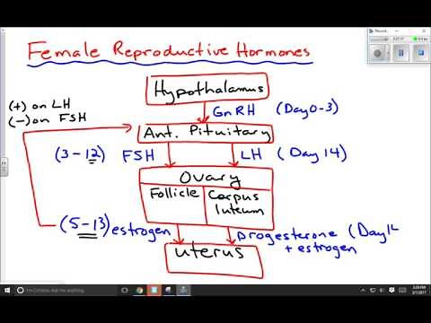Female Reproductive Hormones