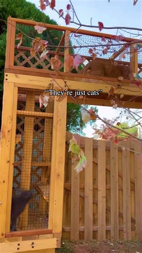 They're more than just cats, they're family! 💛🐾 #cat #catio #catenclosure #catpatio
