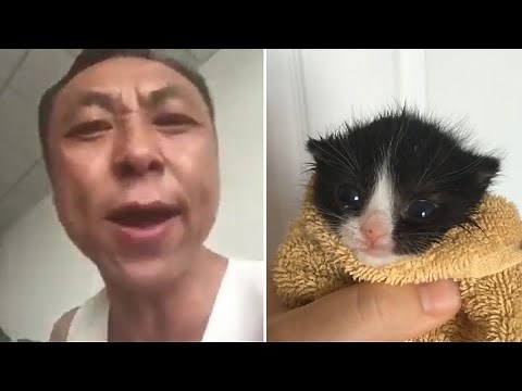 10 Hours of Angry Asian Man Yells at Kitten Meme