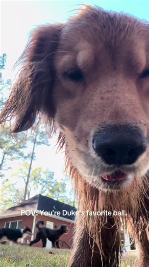 Duke the Golden Retriever: A Dog's Adoration for His Ball