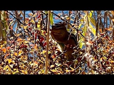 Chipmunk Enjoys Autumn Berries | Lake Skenonto, Harriman State Park