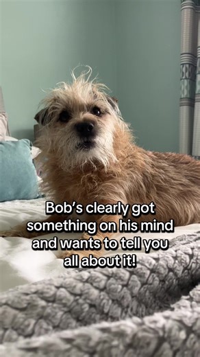Bob’s clearly got something to say. He might need your advice! 🐾 #dog #pet #dogs #attitude #fyp