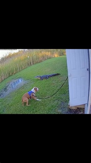 Gator Near Marsh Yard — Pit Bull Holds Line, Adult Inside | AI CCTV