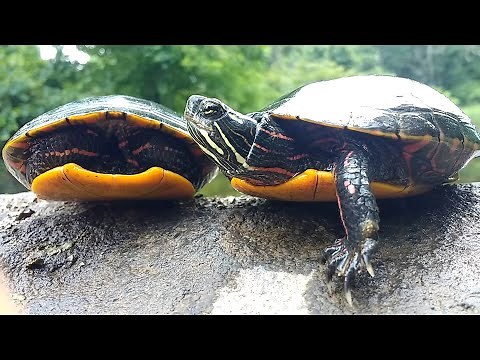 Painted Turtles (Chrysemys Picta) 🐢