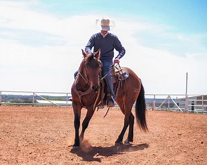 Equine Center - Oklahoma State University