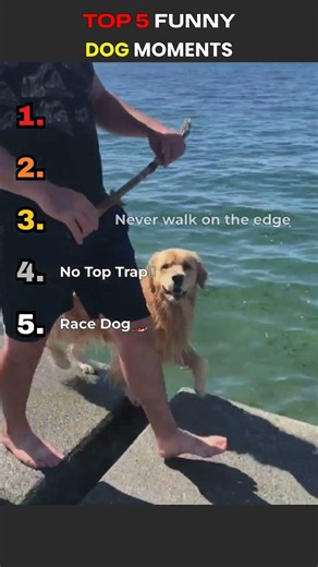 Top 5 Funniest Dog Fails (Wait For #1!) 🐶😂