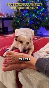 “Train your dog fast & easy!#DogTraining#DogTips#PuppyTraining#DogObedience#shorts