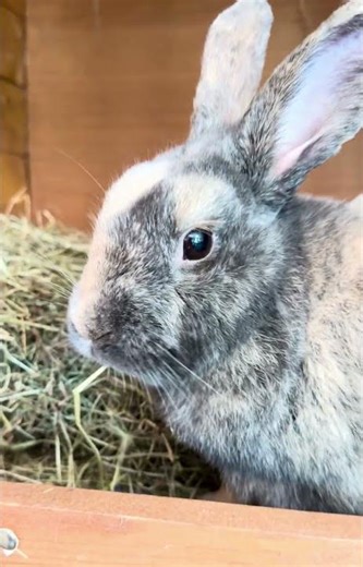 Buddy is such a cutie #rabbit #mybunny #cute #animal #animalshorts #bunny #love #fyp