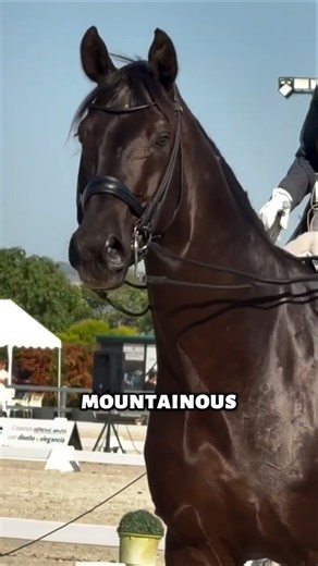 Three Rare Horse Breeds That Are True Hidden Gems #horse #shorts