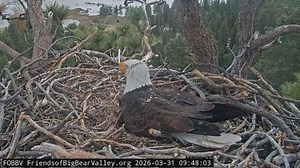 ‘Pip watch’ begins for Big Bear bald eagles Jackie and Shadow