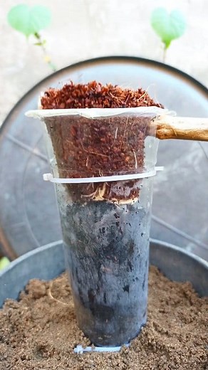 The process of making an exposed root bonsai tree😍🌳🔥 #bonsai #bonsaitree #bonsailovers #reels | Danny Adrian