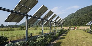 Crops under solar panels can be a win-win