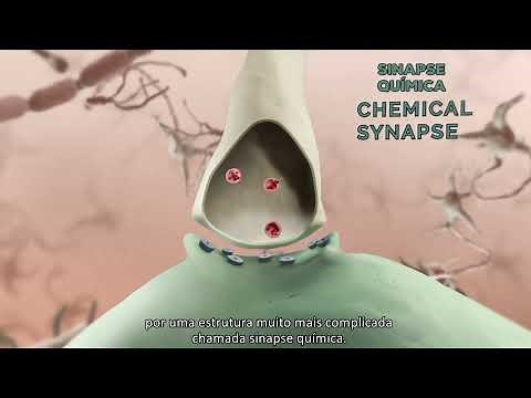 Como funciona a sinapse?