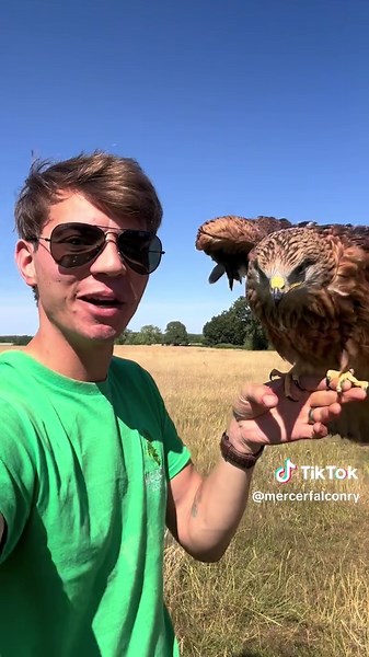 Balancing Birds: A Young Falcon's First Steps