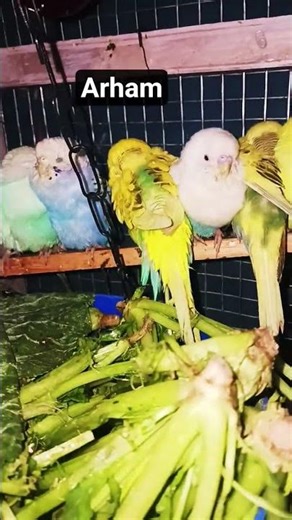 ########seet #######lahar ########