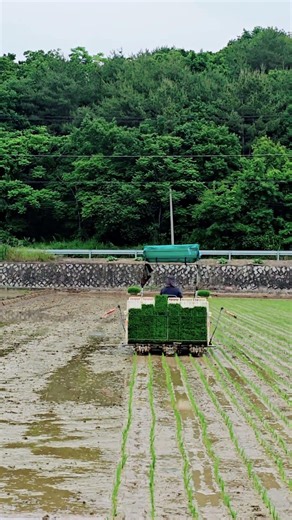 Operating a rice transplanter to optimize combine harvester work #farming #Daedong #ricetransplan...