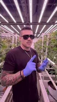 Why Should You Use Far Red and Under Canopy Light for Your Cannabis Grow?